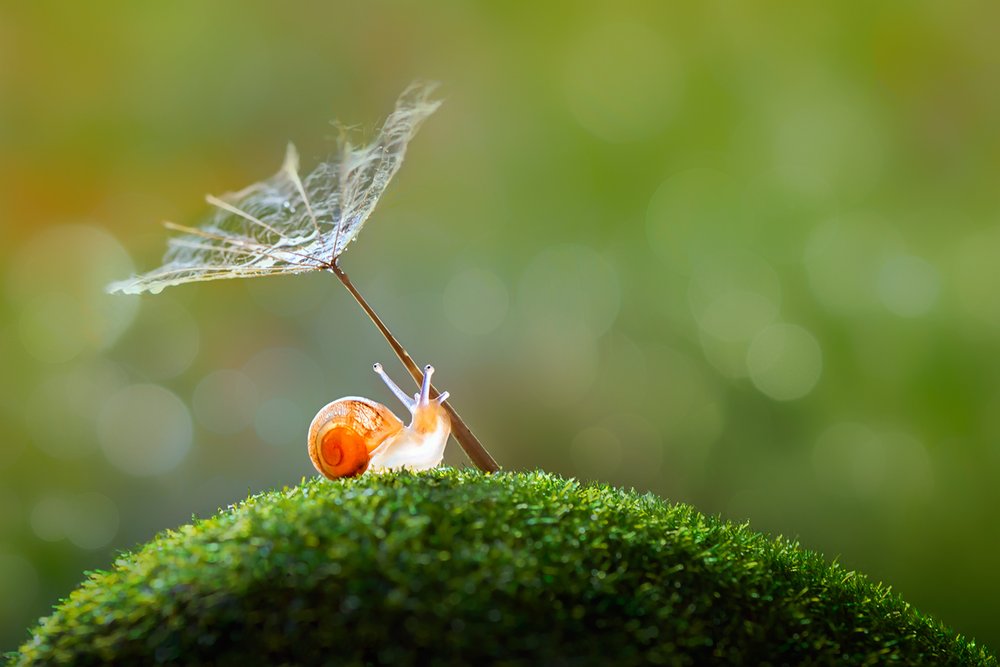 Kleine Schnecke Löwenzahnschirm von Sophie Pan