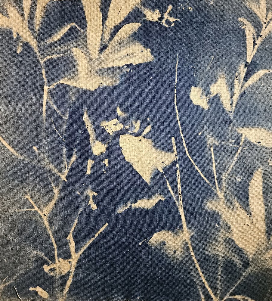 Blaue botanische Schatten von Stefano Mazzolini