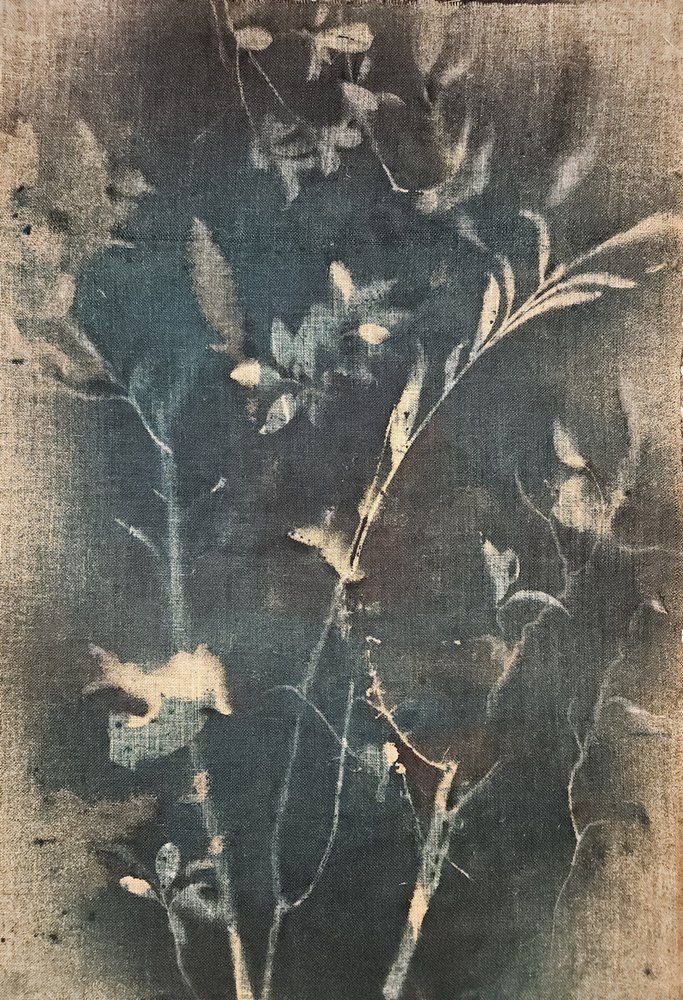Blaue Botanische Studie von Stefano Mazzolini