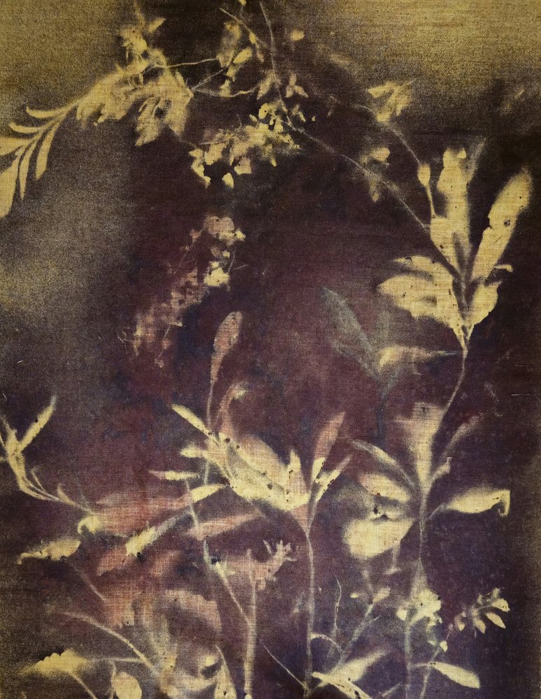 Dunkle Botanische Studie von Stefano Mazzolini