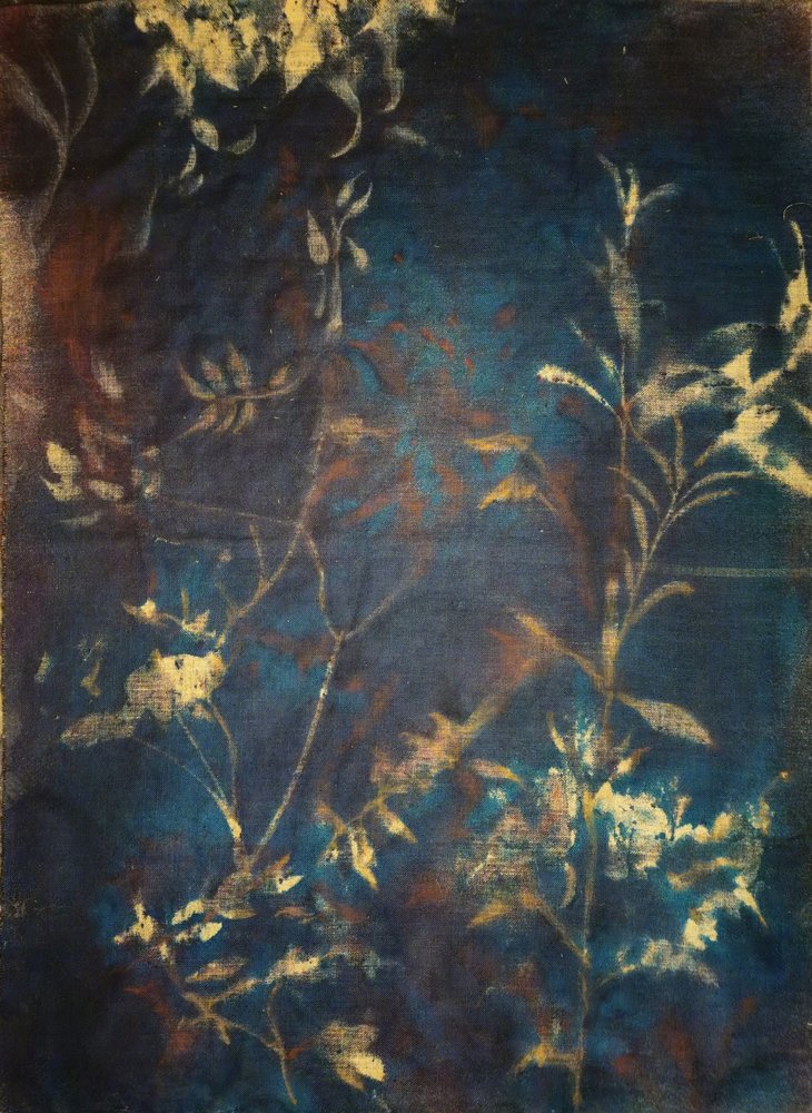 Tiefblaue Botanicals von Stefano Mazzolini