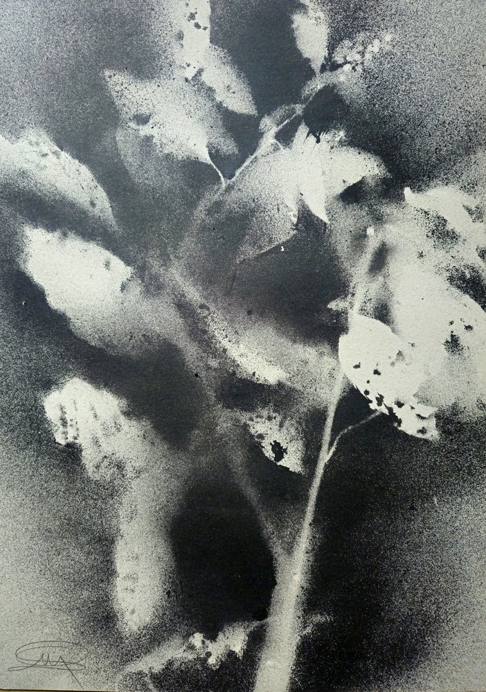 Monochrome Botanische Studie von Stefano Mazzolini
