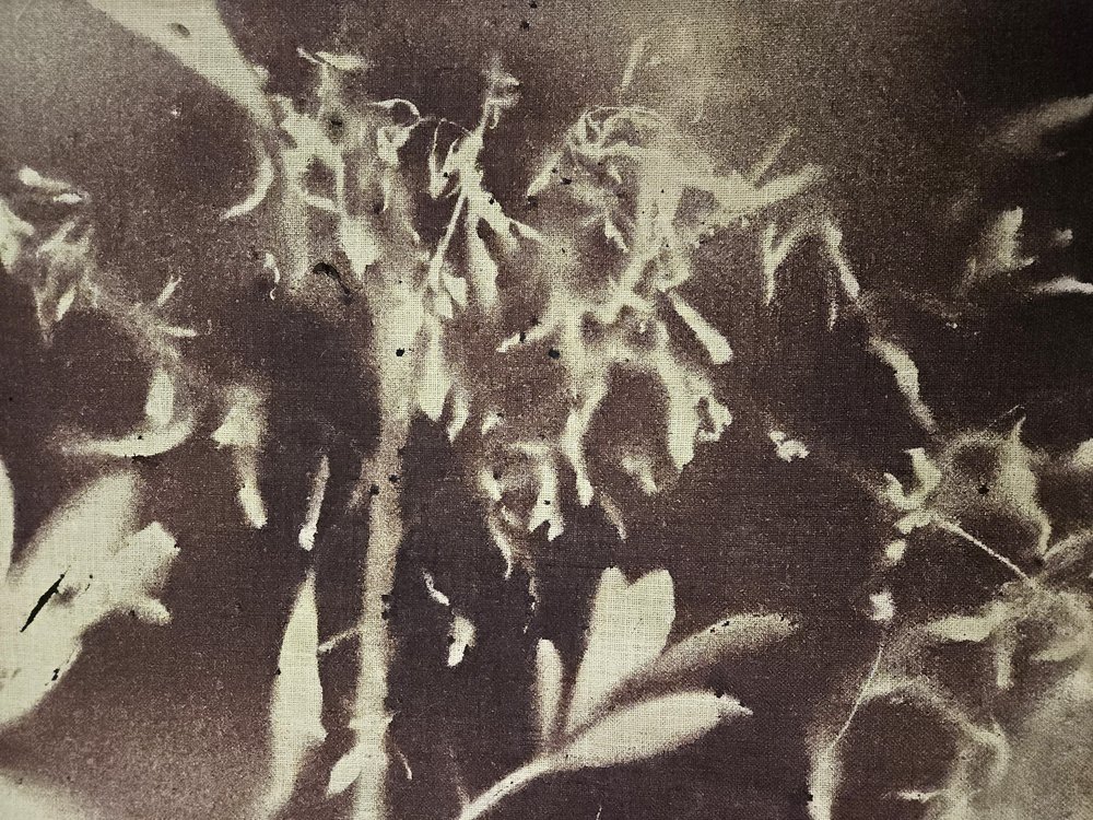 Vintage Botanische Silhouetten von Stefano Mazzolini
