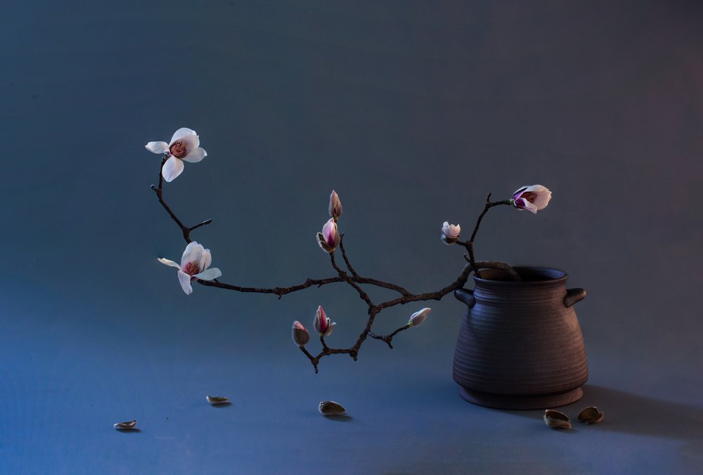 Zen Magnolienblüte von Summer2016