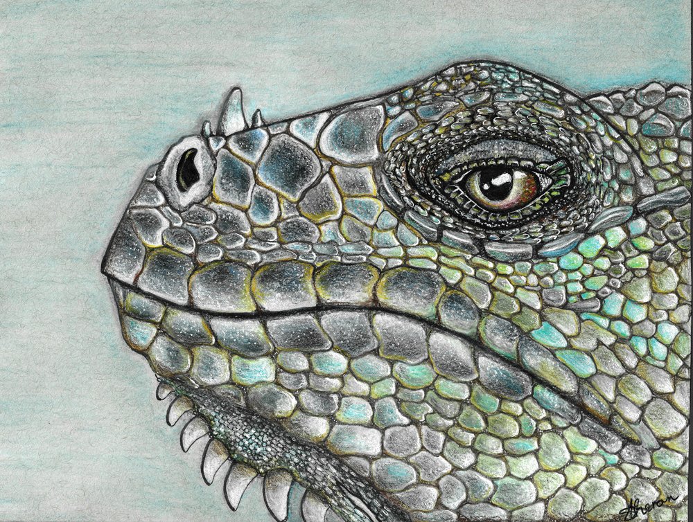 Lebhafte Leguan-Schuppen von Sunet Theron