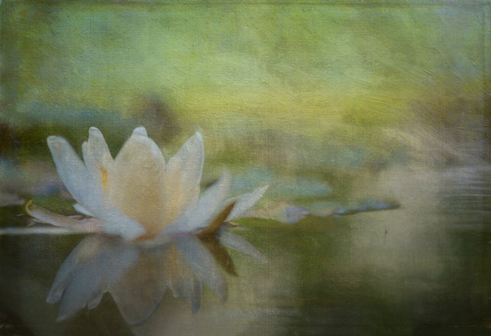 Gelassene Seerose von Ulrike Eisenmann