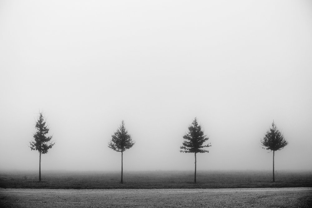 Vier neblige Bäume von Vanja Tajnsek