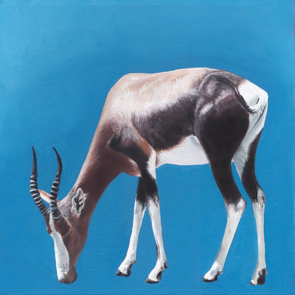 Bontebok vor Blau von Viccy Wanliss