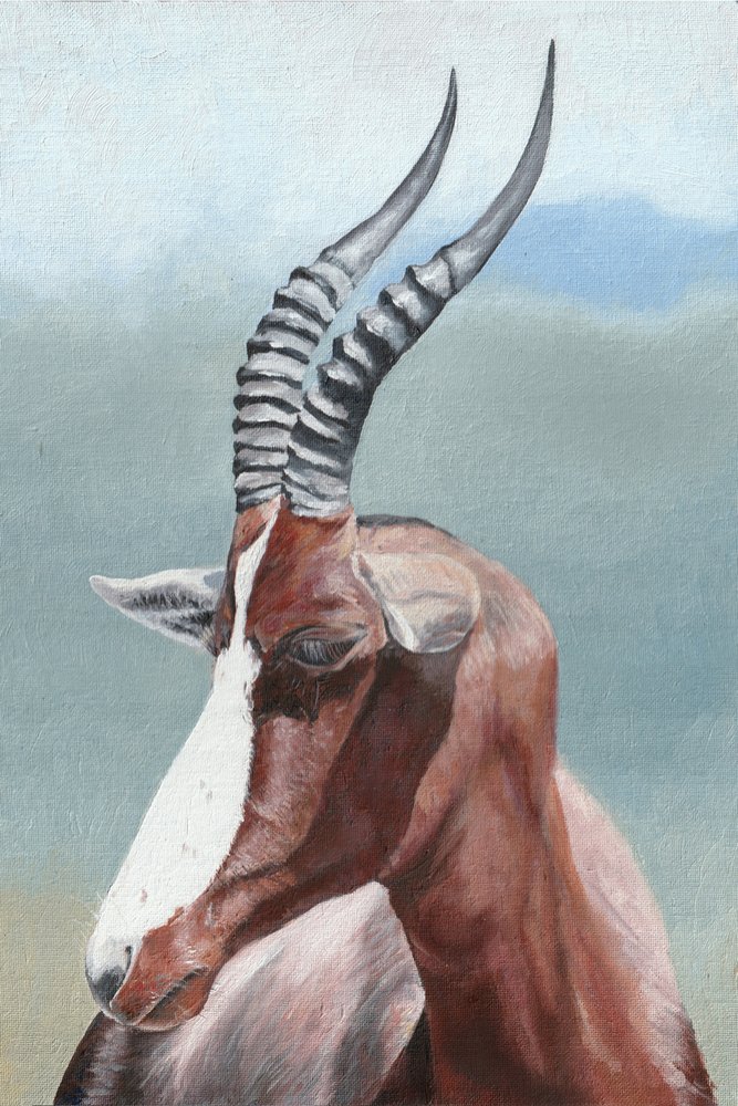 Majestätische Blesbok-Antilope von Viccy Wanliss