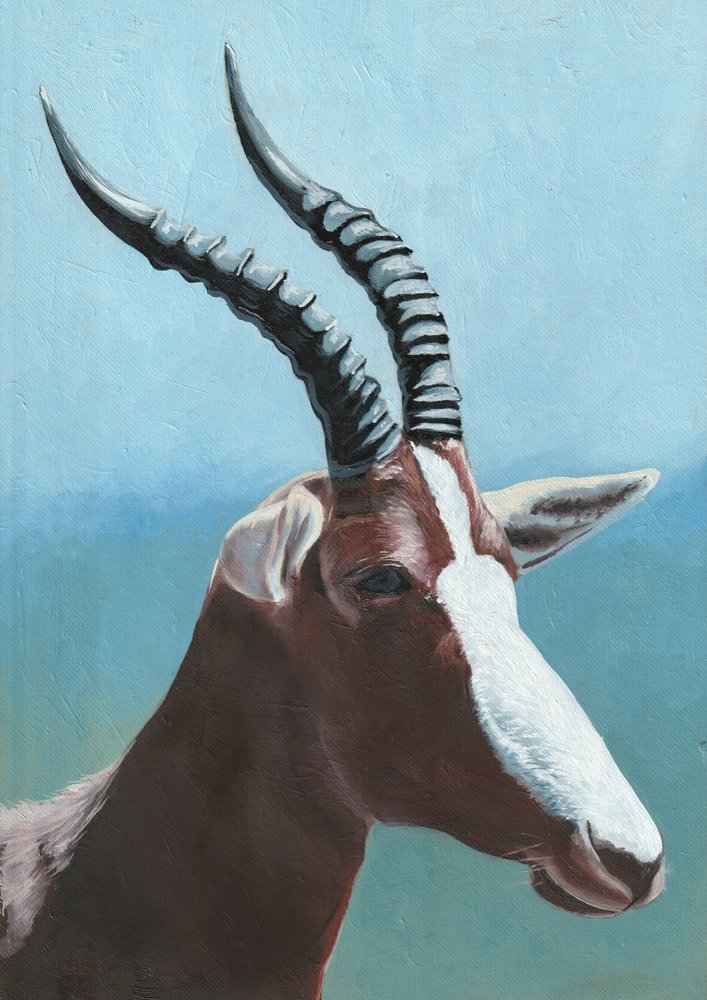 Majestätisches Blesbok-Porträt von Viccy Wanliss
