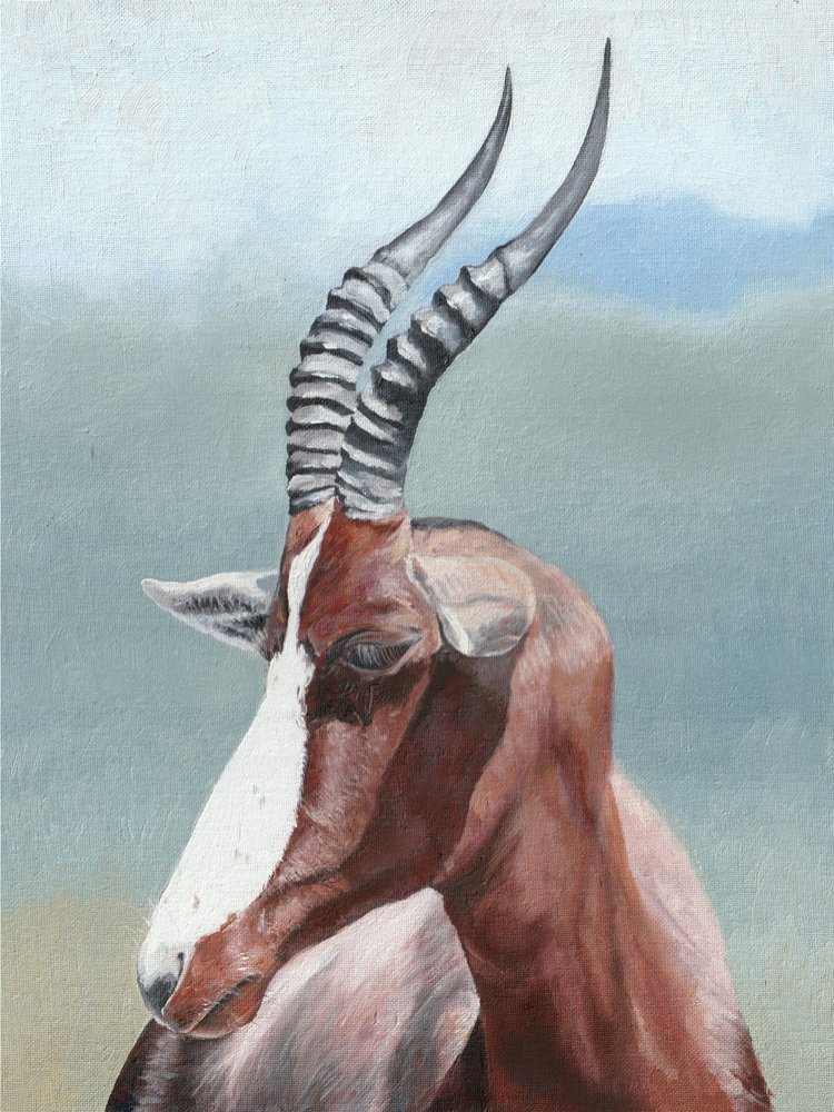 Serenes Blesbok-Porträt von Viccy Wanliss