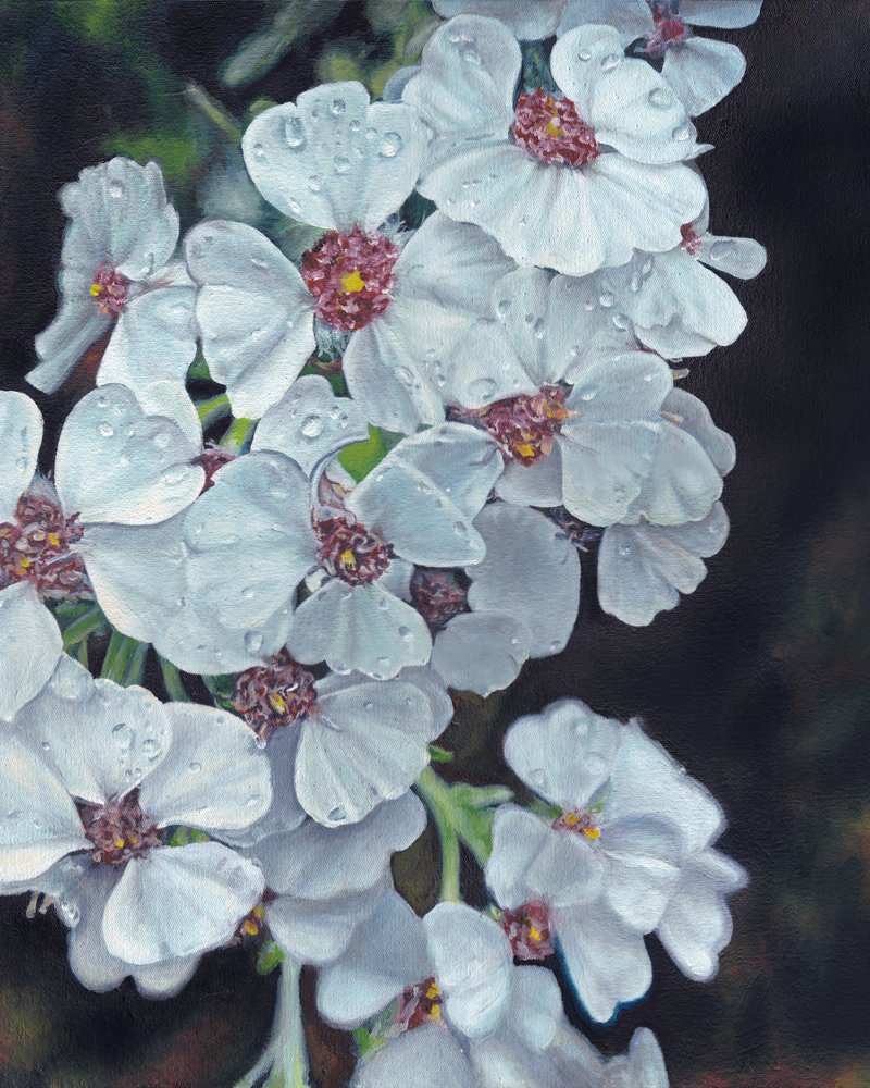 Weiße Blumen mit Tautropfen von Viccy Wanliss