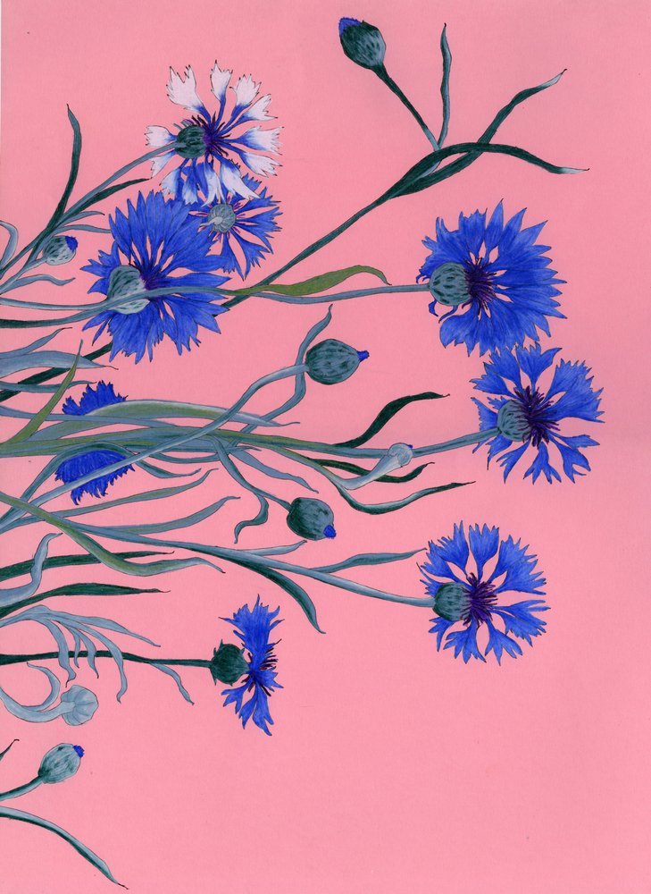 Blaue Kornblumen auf Rosa von Viktoriia Saunina
