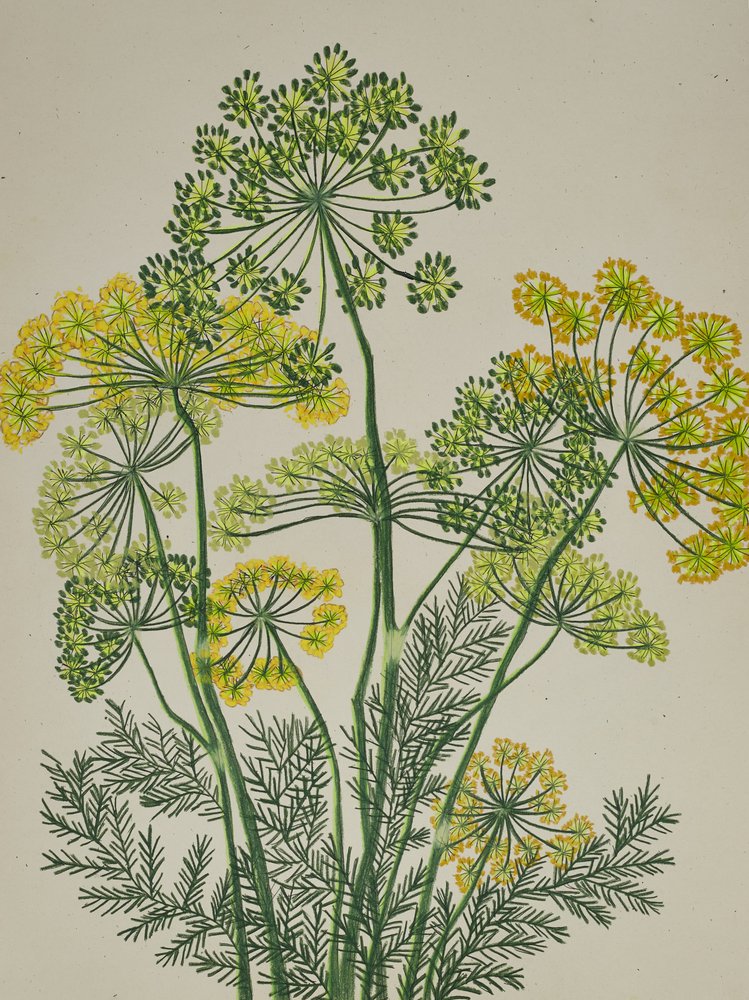 Frischer gelber Dill von Viktoriia Saunina