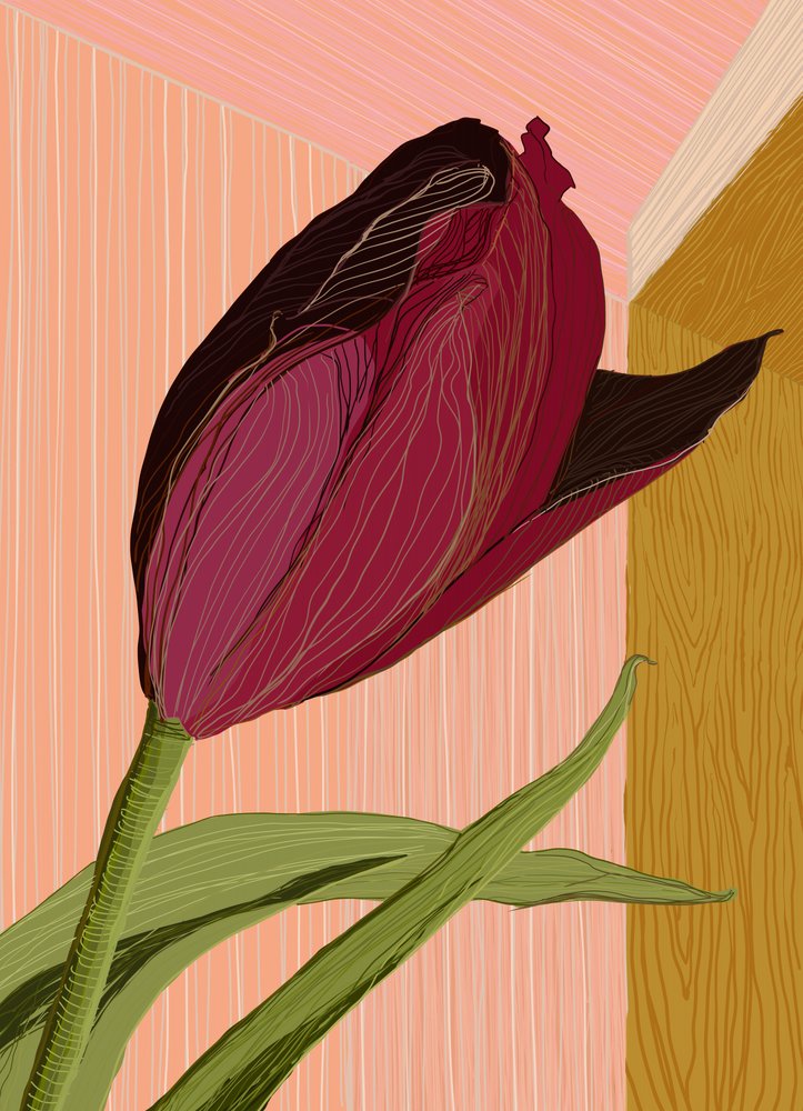 Purpurne Tulpen-Ecke von XHOZUCAN