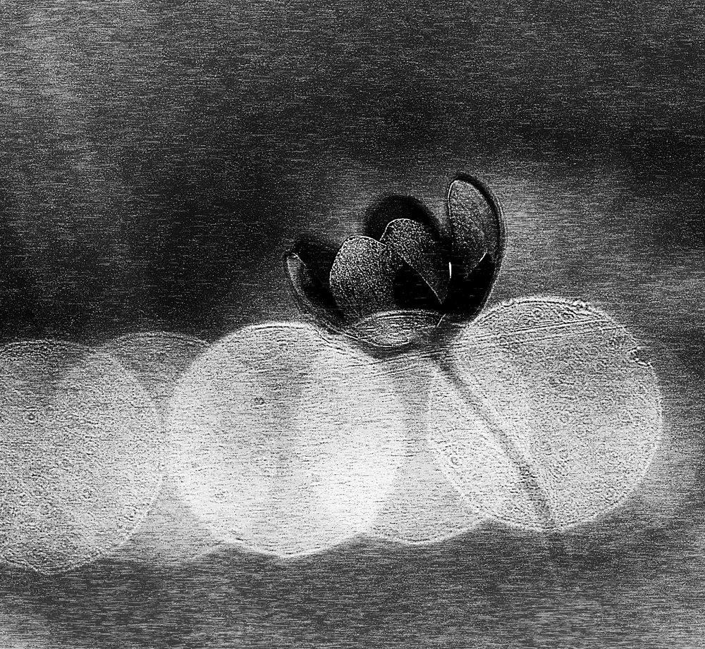 Elegante dunkle Blüte von Ylva Sjögren