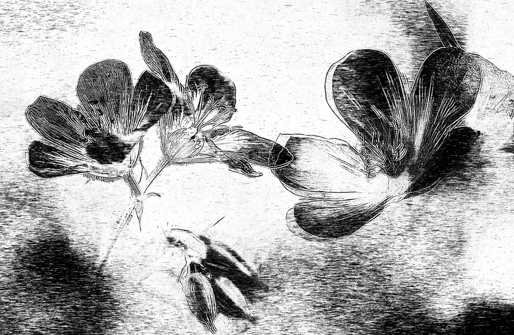 Elegante Blumenskizze von Ylva Sjögren
