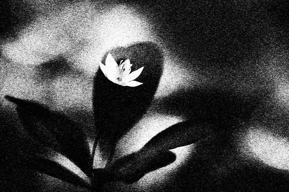 Kräftige weiße Blüte von Ylva Sjögren