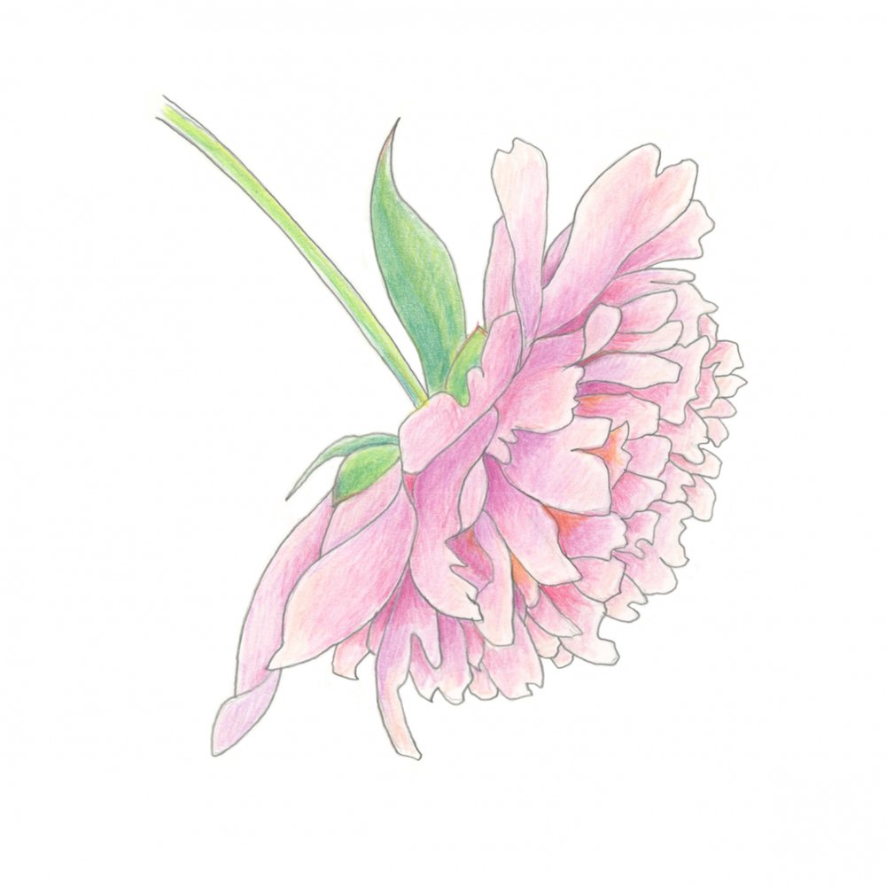 Zarte Rosa Pfingstrose von Yvonne Gustafsson