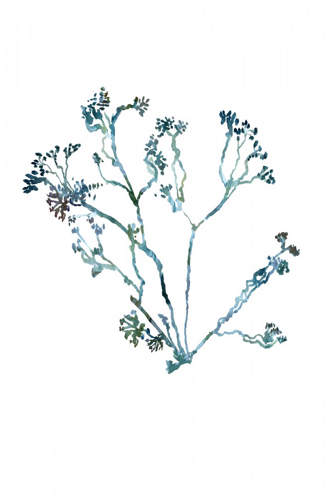 Zarter Botanischer Zweig von cartissi