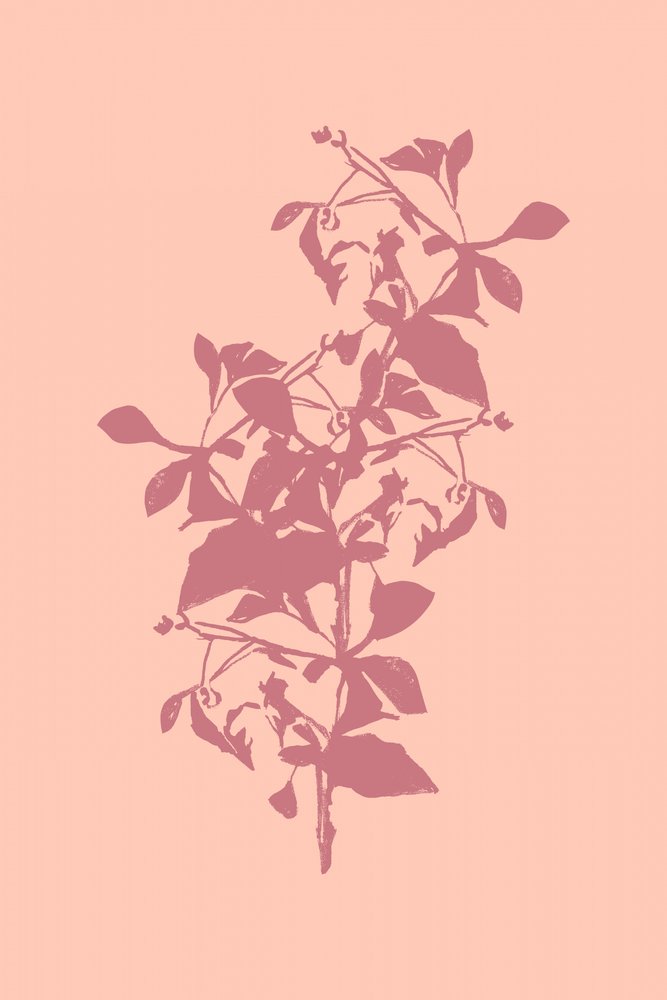 Rosa botanische Silhouette von cartissi