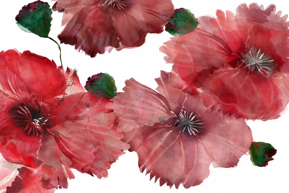 Lebendige rote Mohnblumen von cartissi