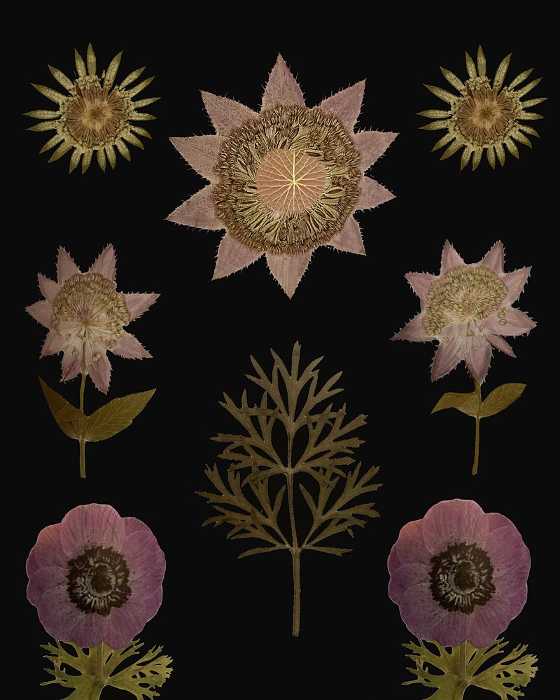 Vintage Getrocknete Blumen von giovanna nicolo