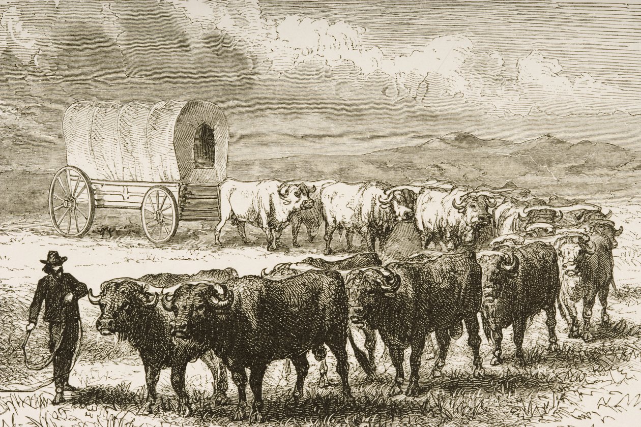 Ein Ochsenkarren überquert die Great Plains zwischen St. Louis und Denver, ca. 1870, aus 