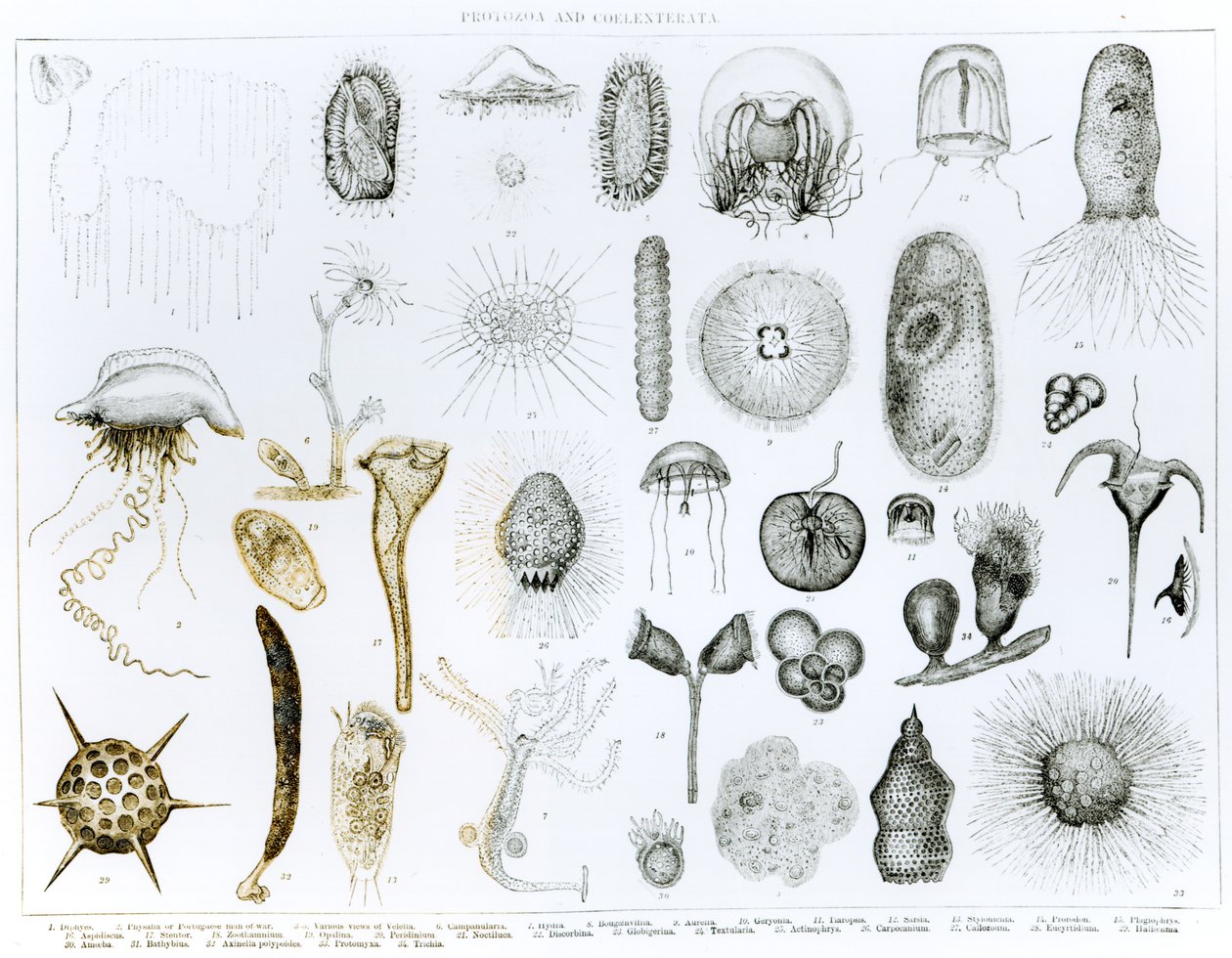 Protozoen und Coelenteraten (Lithografie) von English School