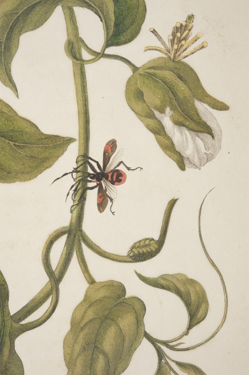 Detail von Tafel XXI aus Metamorphosis Insectorum Surinamensium von Maria Sibylla Merian, 1705 von Unknown