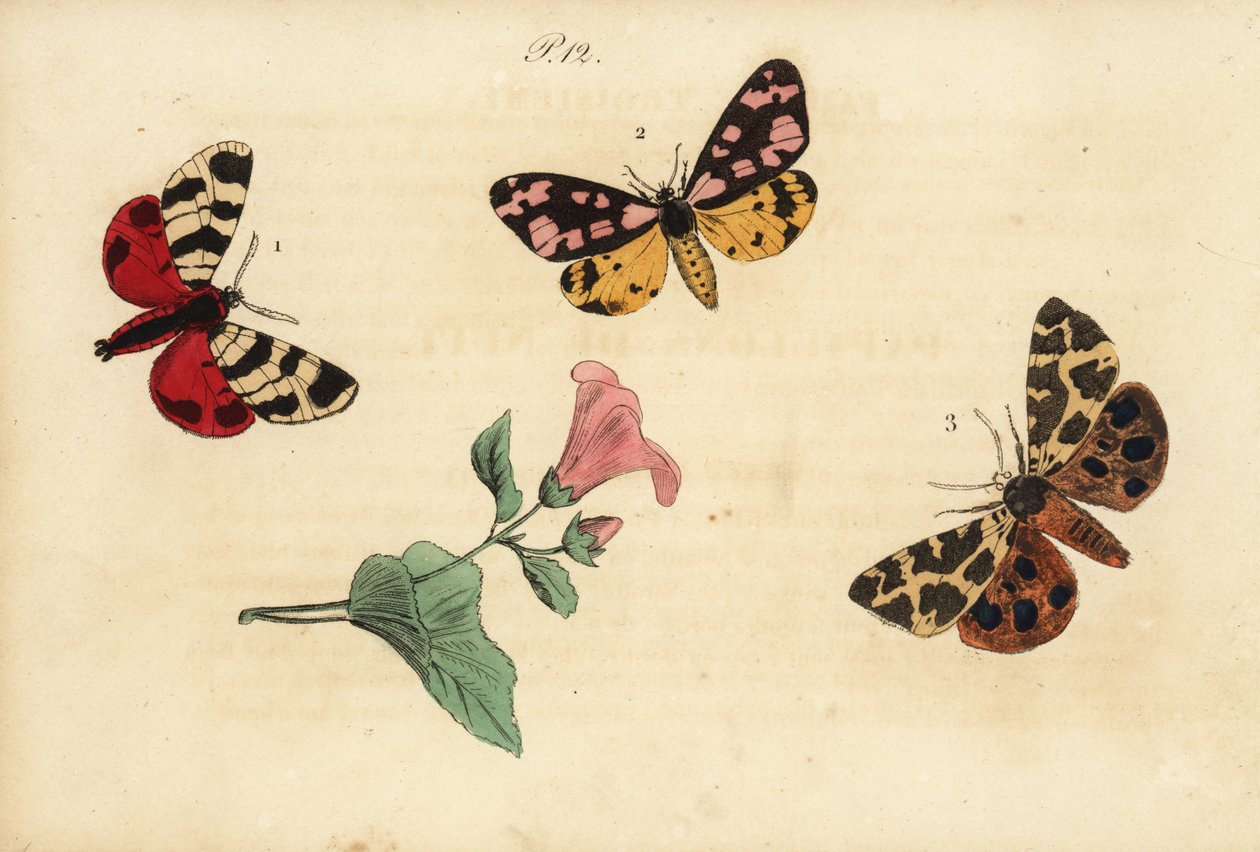 Hebe-Tigerfalter, Arctia festiva 1, Fleckenbär, Epicallia villica 2, und Brauner Bär, Arctia caja 3. Ecaille hebe, Ecaille fermiere, Ecaille martre von Unknown
