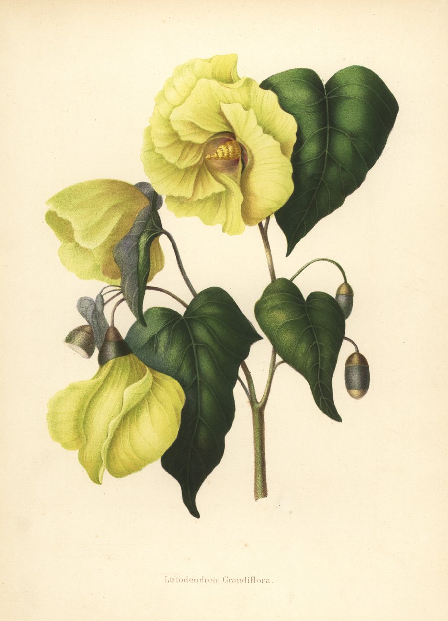 Magnolia pterocarpa ausgestorben von Unknown