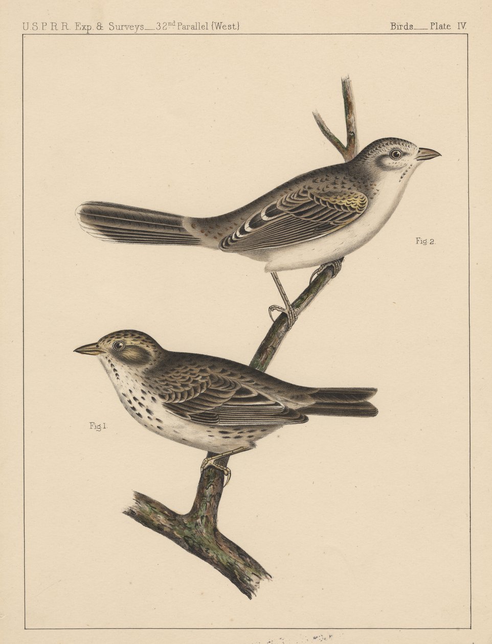 Vögel, Tafel IV, 1855 von American School