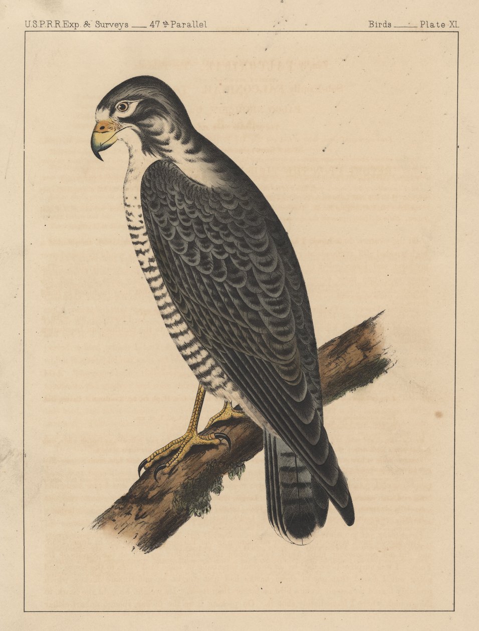 Vögel, Tafel XI, 1855 von American School