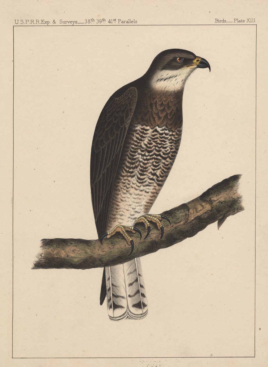 Vögel, Tafel XIII, 1855 von American School