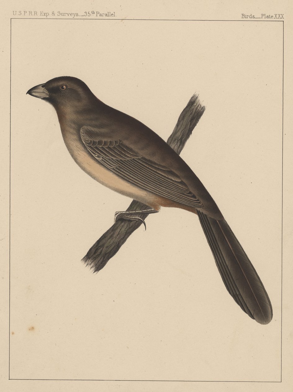 Vögel, Tafel XXX, 1855 von American School
