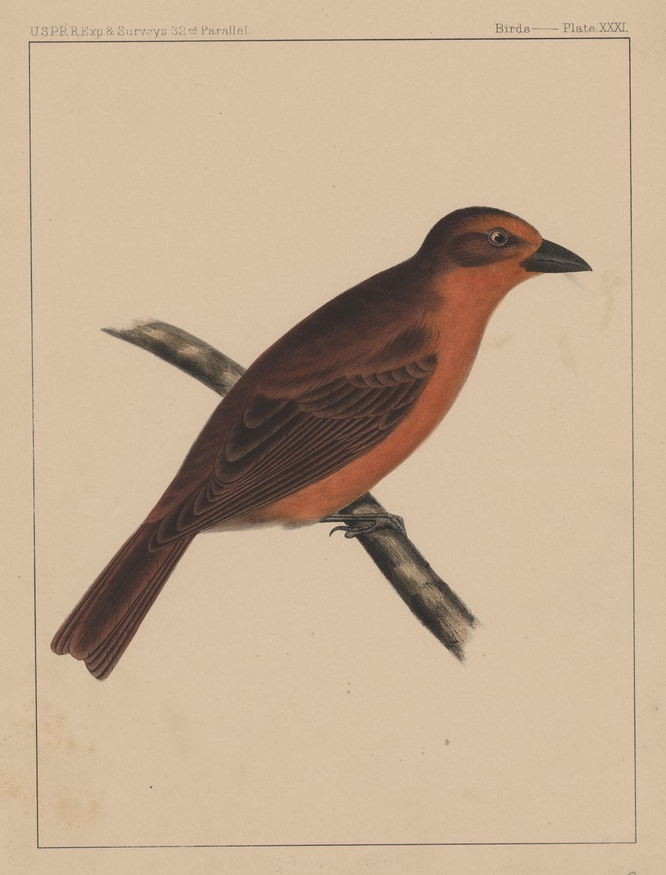 Vögel, Tafel XXXI, 1855 von American School