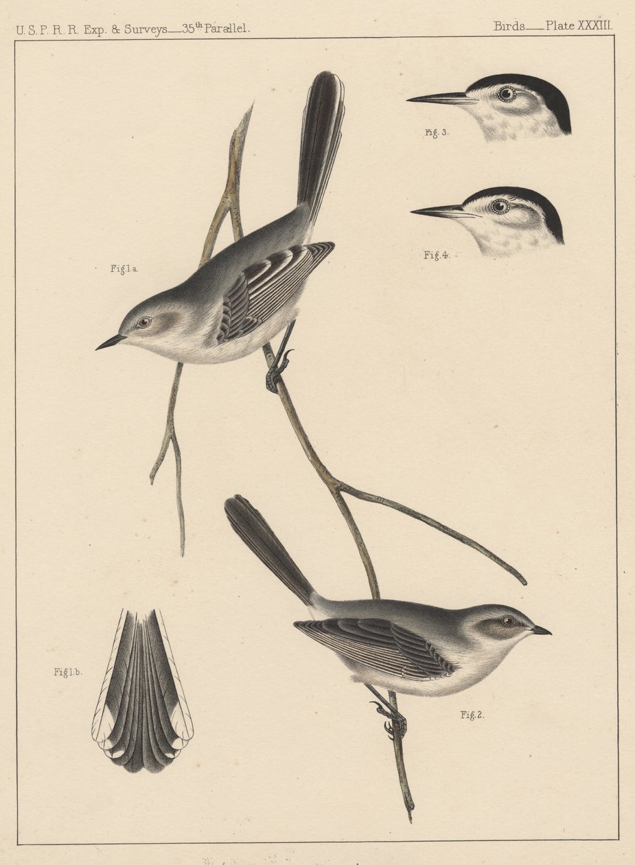 Vögel, Tafel XXXIII, 1855 von American School