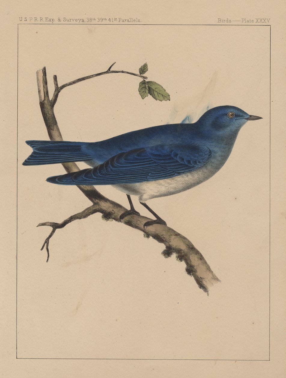 Vögel, Tafel XXXV, 1855 von American School
