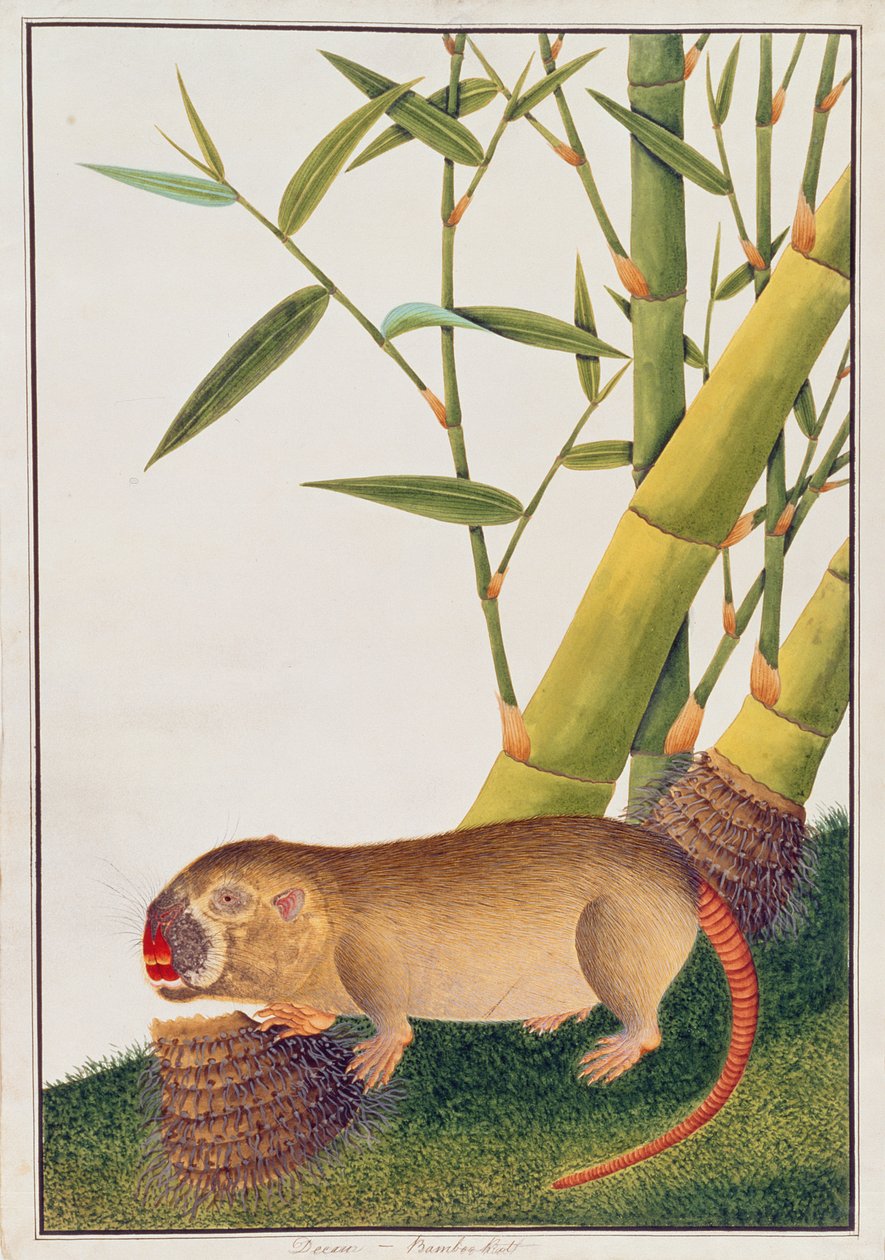 Bambusratte, Decan, aus Zeichnungen von Tieren, Insekten und Reptilien aus Malakka, ca. 1805-18 von Chinese School