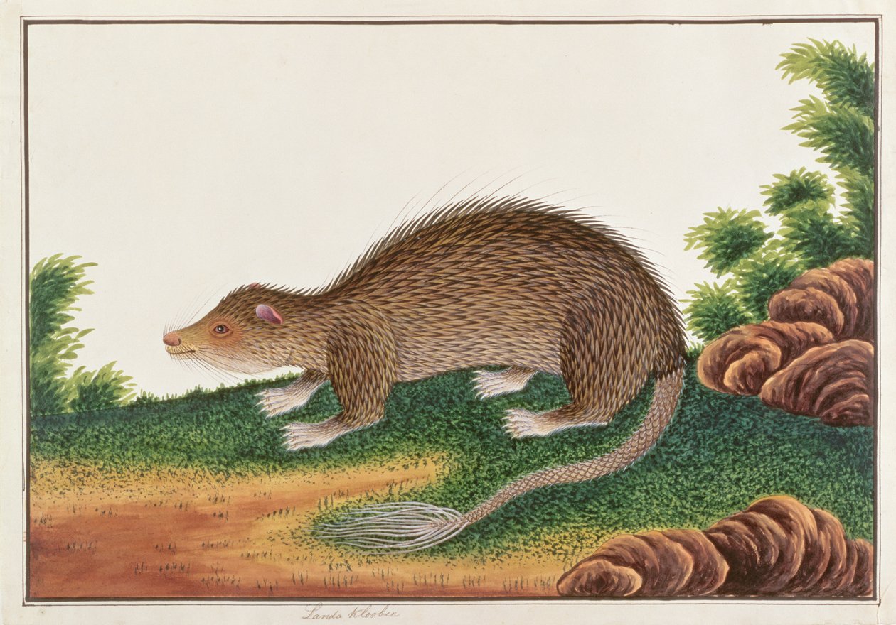 Bürstenschwanz-Stachelschwein, aus Zeichnungen von Tieren, Insekten und Reptilien aus Malakka, ca. 1805-18 von Chinese School