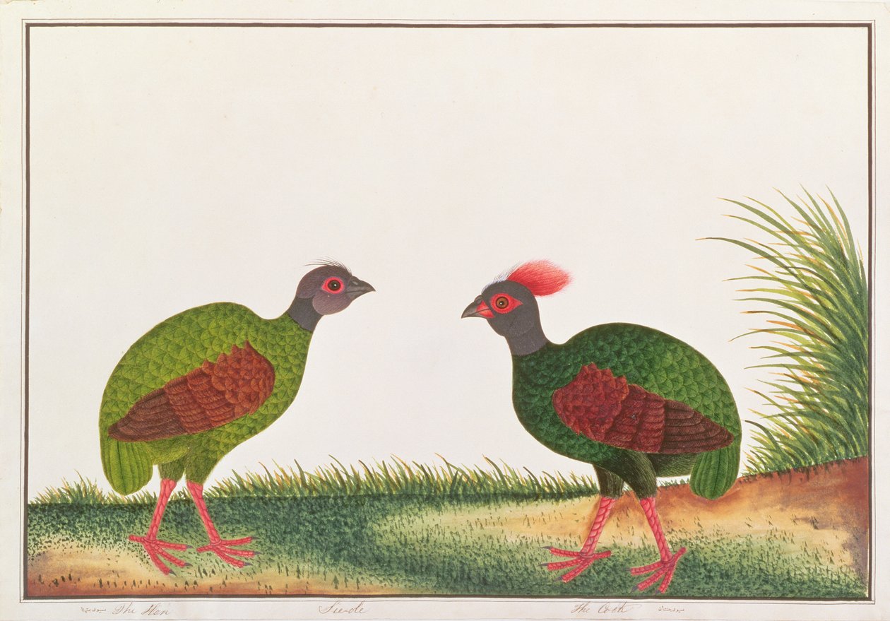 Haubenwaldhuhn, Henne und Hahn, aus Zeichnungen von Vögeln aus Malakka, ca. 1805-18 von Chinese School