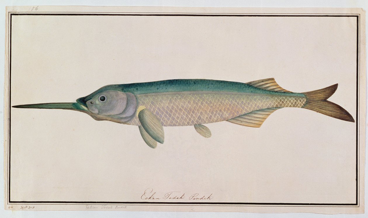 Eekan Todah Pindik, aus Zeichnungen von Fischen von Malakka, ca. 1805-18 von Chinese School