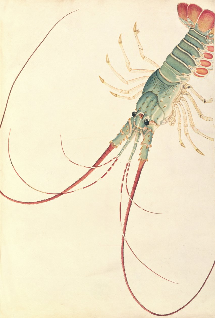 Oodang Katik la-ote, aus Zeichnungen von Tieren, Insekten und Reptilien aus Malakka, ca. 1805-18 von Chinese School