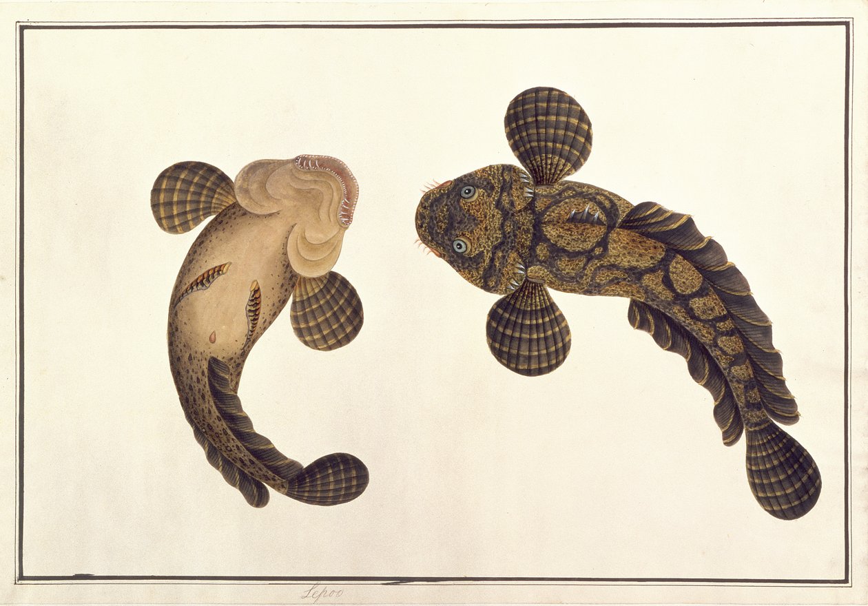 Oolur Sawa, aus Zeichnungen von Tieren, Insekten und Reptilien aus Malakka, ca. 1805-18 von Chinese School