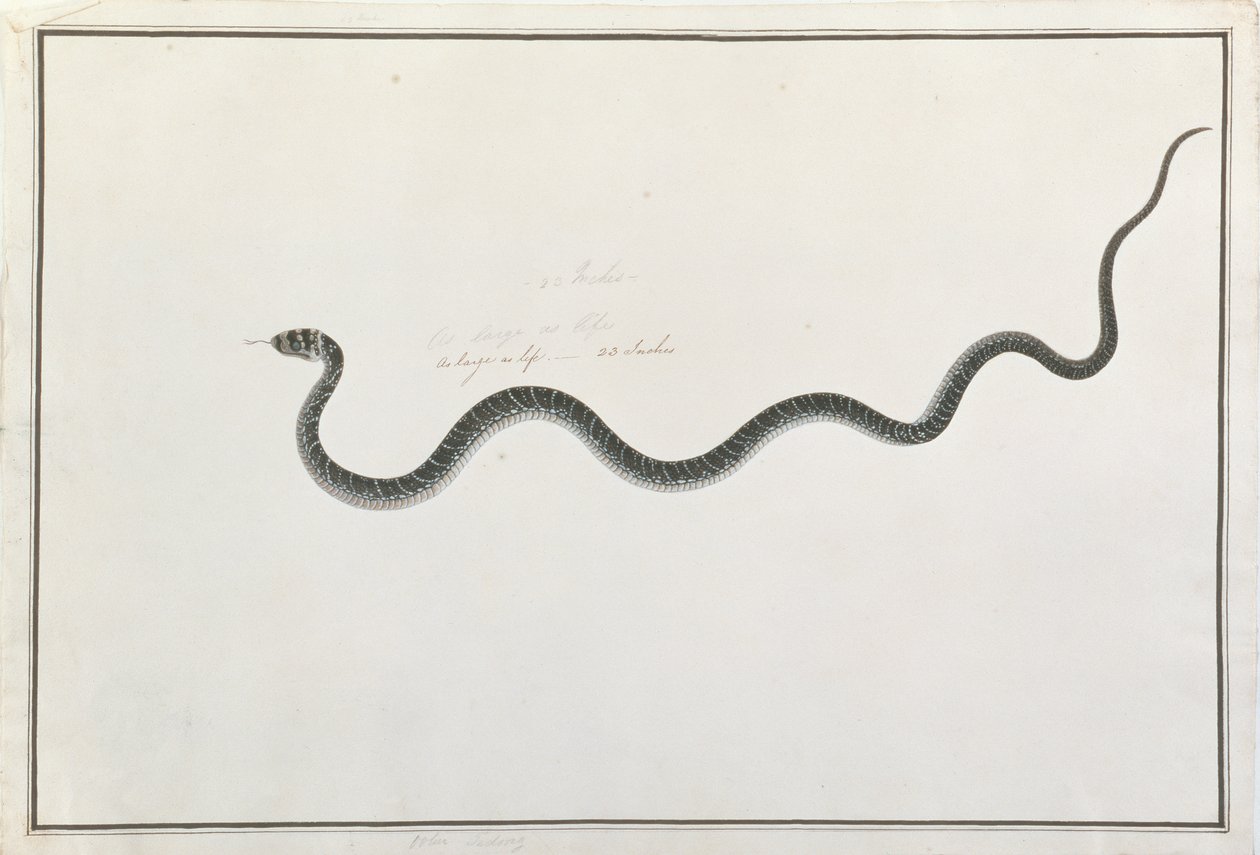 Oolur Tedong, aus Zeichnungen von Tieren, Insekten und Reptilien aus Malakka, ca. 1805-18 von Chinese School