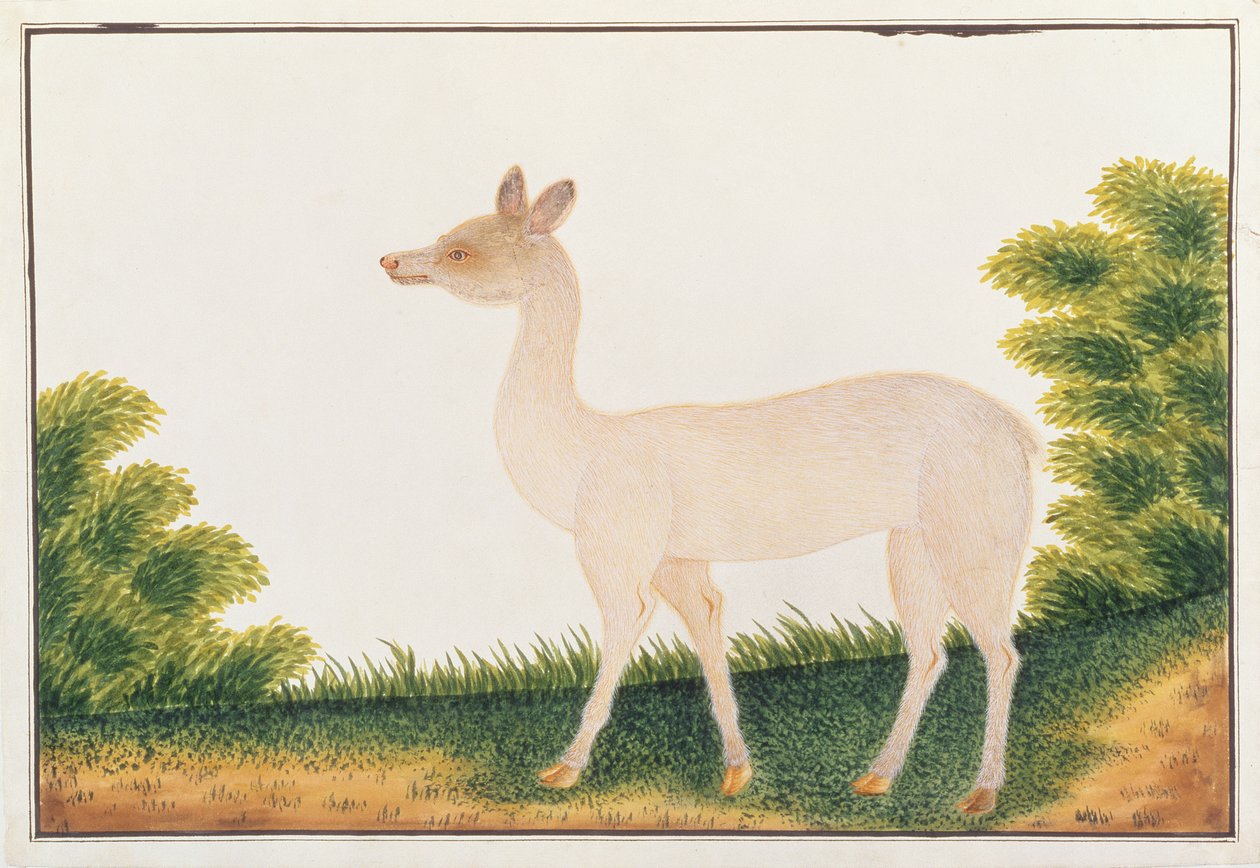 Sambar-Hirsch, aus Zeichnungen von Tieren, Insekten und Reptilien aus Malakka, ca. 1805-18 von Chinese School
