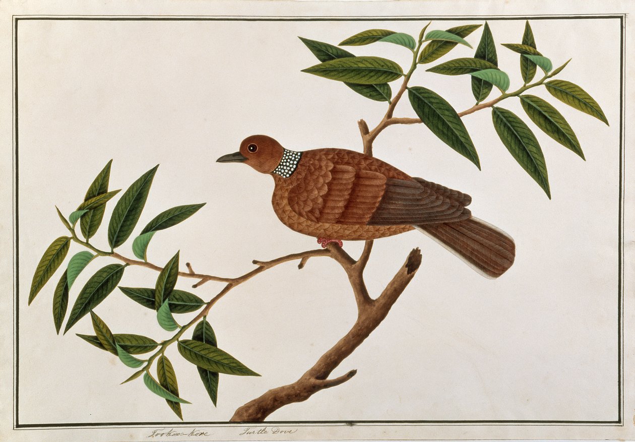 Turteltaube, Tookoo-Kore, aus Zeichnungen von Vögeln aus Malakka, ca. 1805-18 von Chinese School