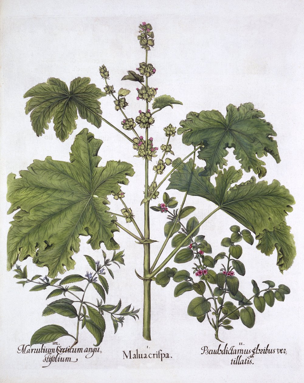 Krause Malve, Falscher Diptam, Kretischer Andorn, aus Hortus Eystettensis, von Basil Besler, veröffentlicht 1613 von German School