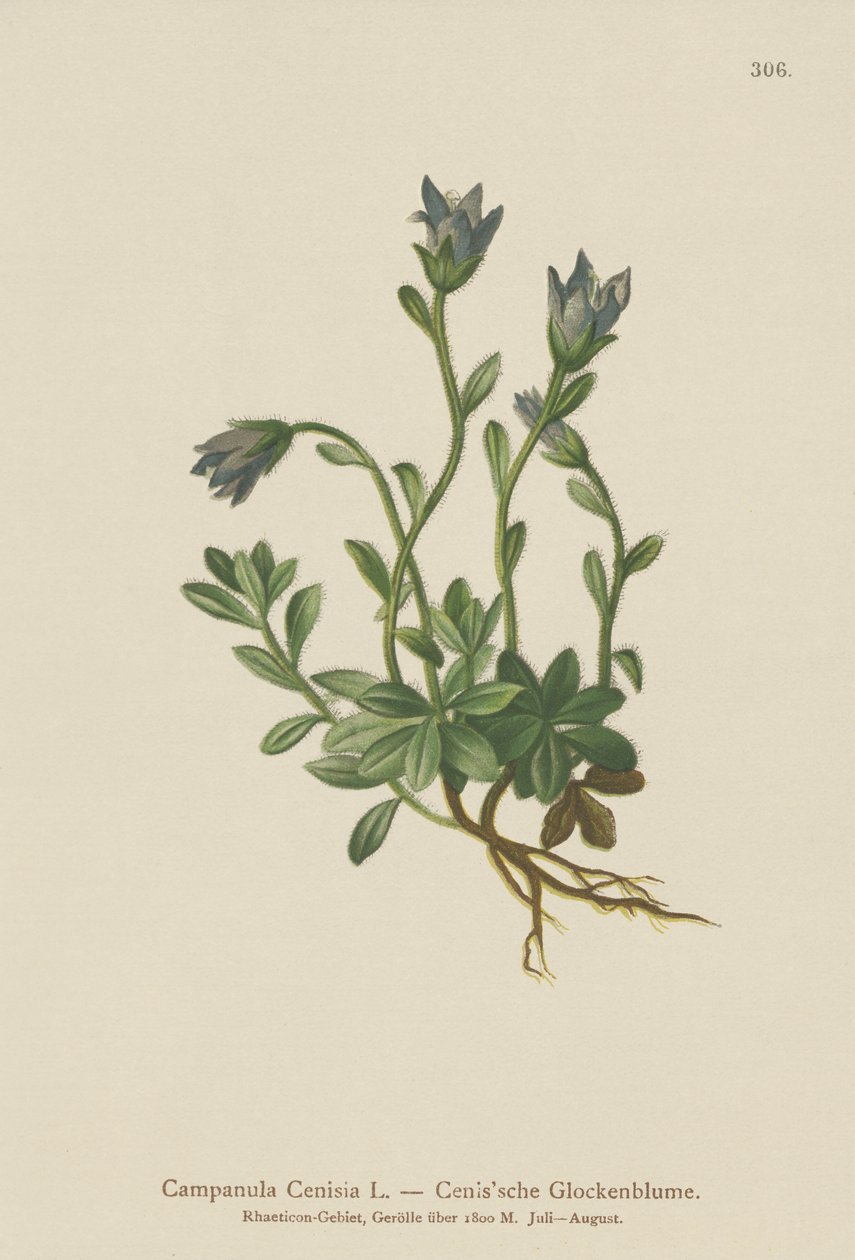 Mont-Cenis-Glockenblume von German School